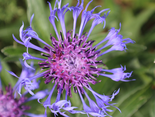 purpble flower